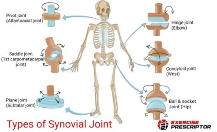 Which synovial joint allows for the widest range of movement?