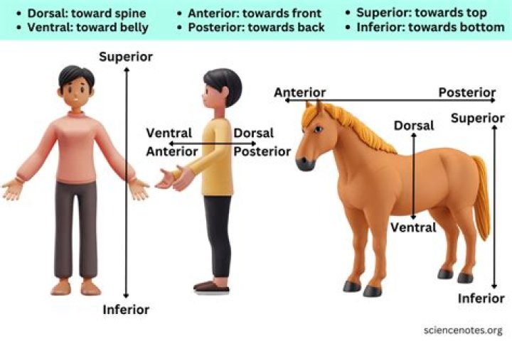 Which term means toward the head?