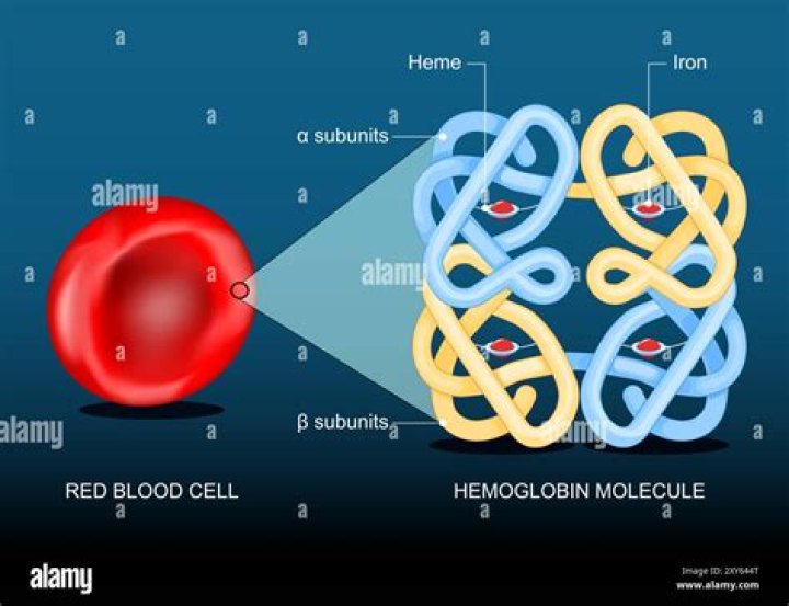 Which vitamin helps make energy and red blood cell?