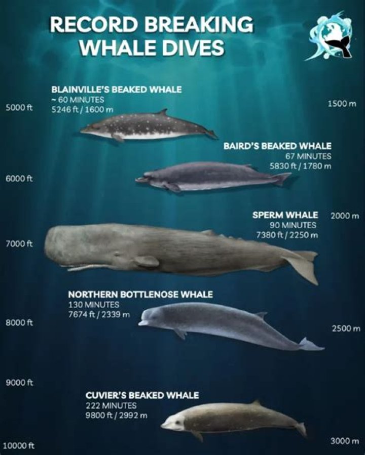 Who discovered the beaked whale?