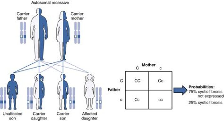 Who do you inherit your Rh factor from?