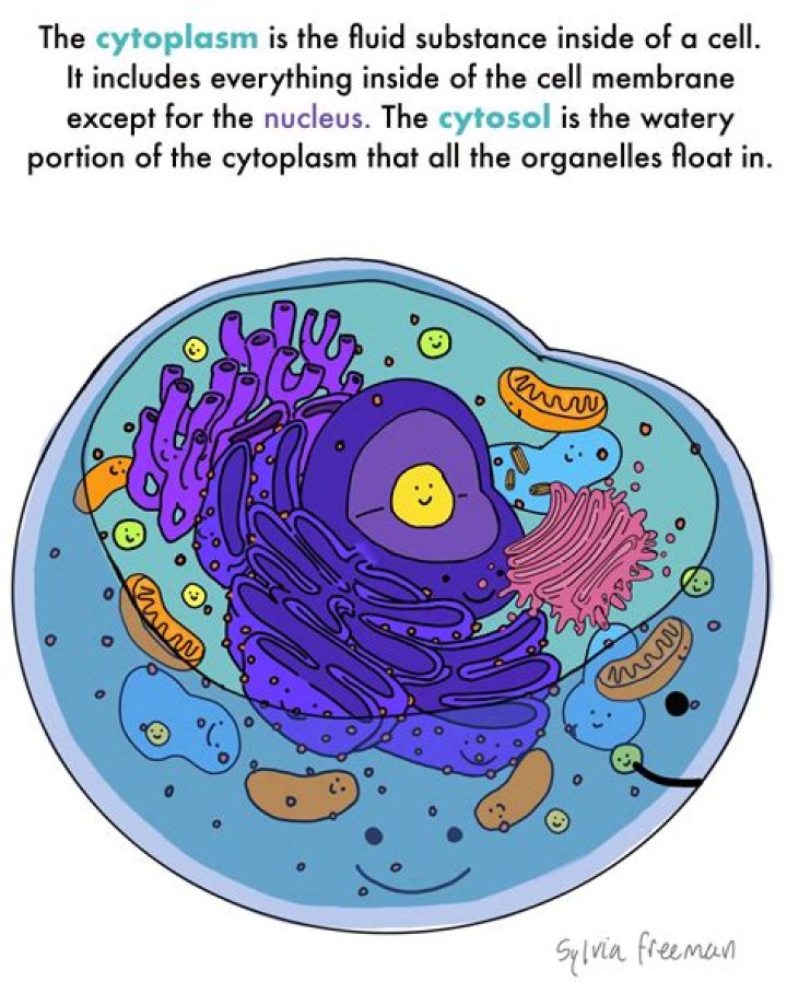 Who does the cytoplasm work with?
