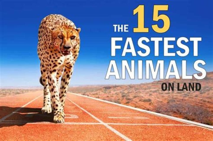 Who has the fastest donk in the world?