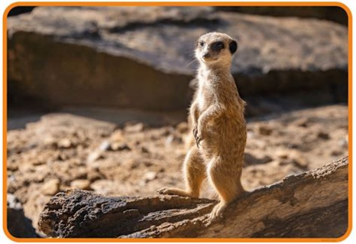 Who is in the meerkat ad?