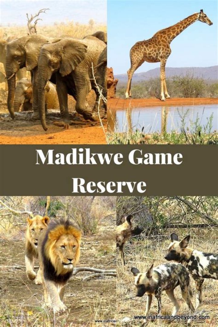Who is the owner of Madikwe Game Reserve?