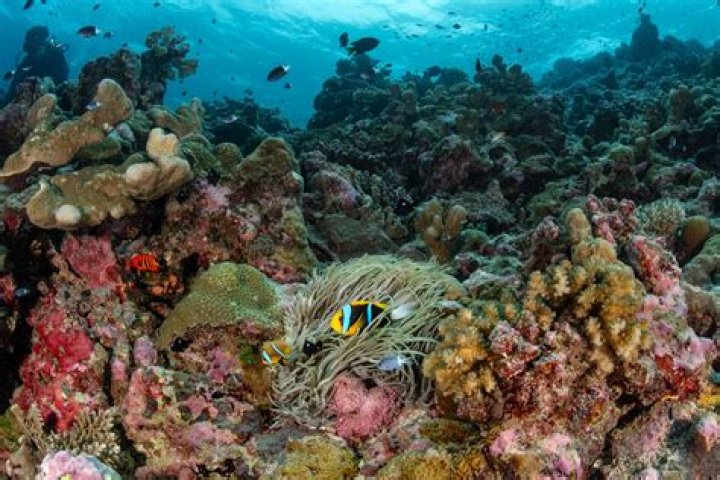 Who owns Helen Reef?