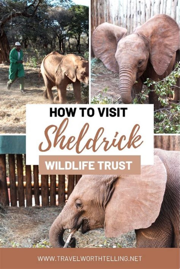 Who owns Sheldrick Wildlife Trust?