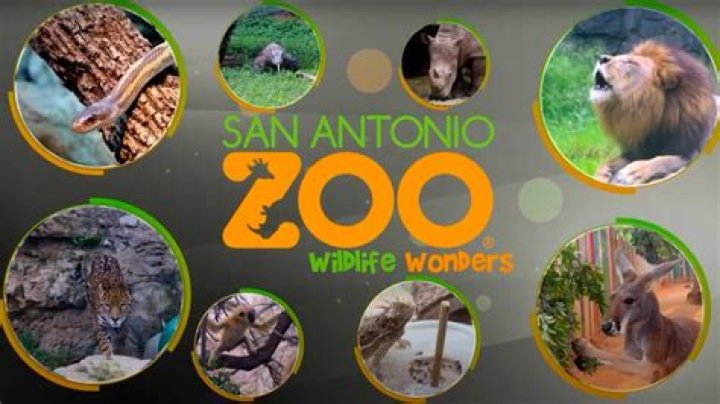 Who owns the San Antonio Zoo?