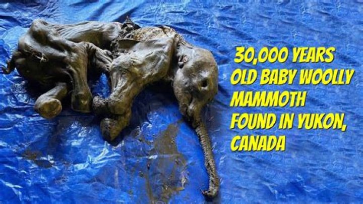 Who was the baby mammoth in Ice Age?