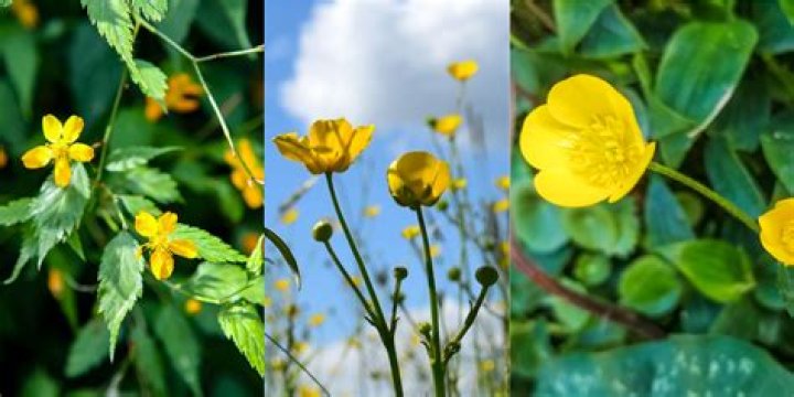Why are buttercups called Butter Cups?