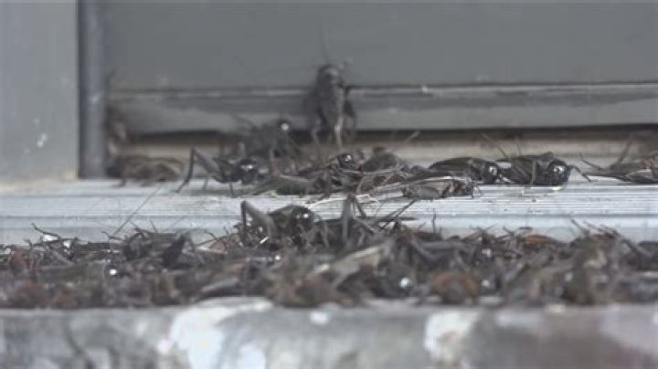 Why are camel crickets in my house?