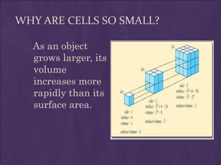 Why are cells small and numerous?