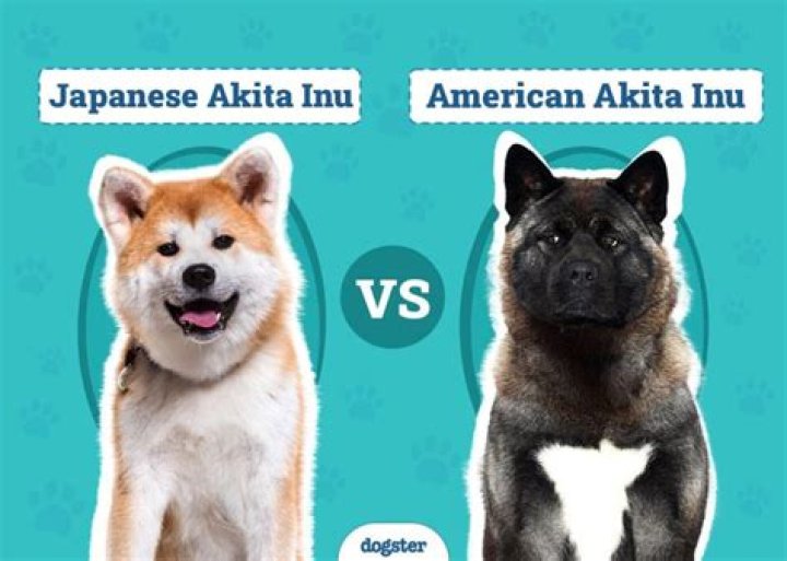 Why are Japanese Akitas banned?