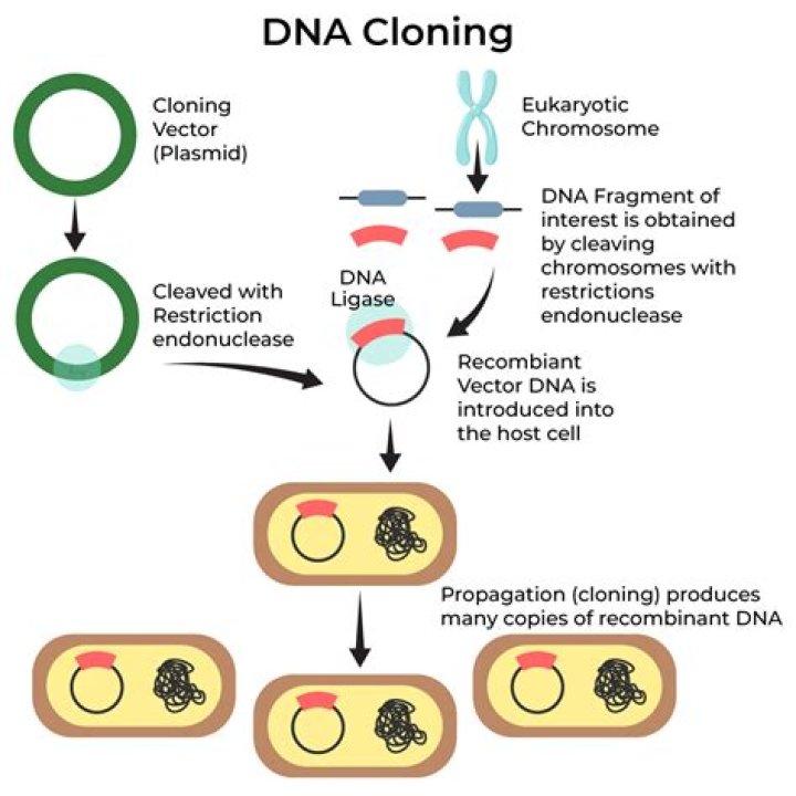 Why are linkers used in cloning?