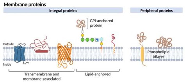 Why are membrane proteins drug targets?