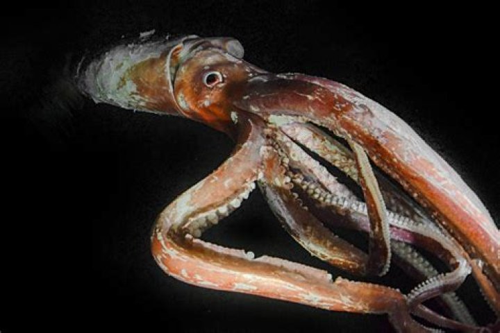 Why are motorcyclists called squids?