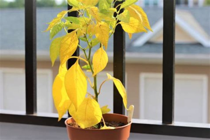 Why are my coffee plant leaves yellow?