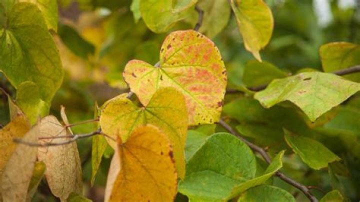 Why are my redbud leaves turning yellow?