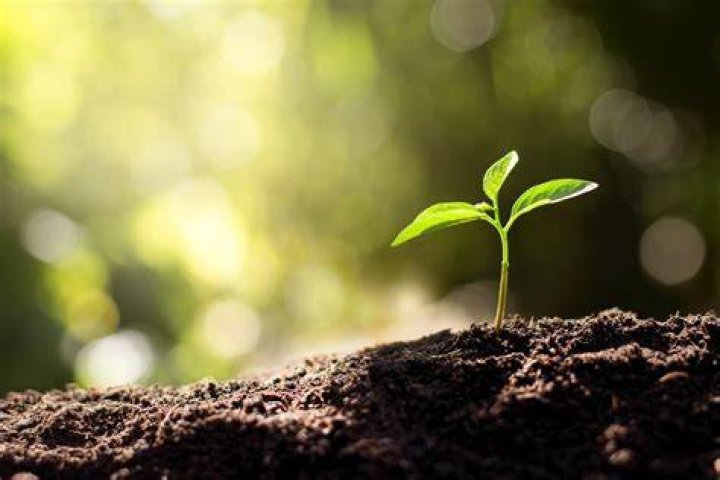 Why are my seedlings growing so slow?