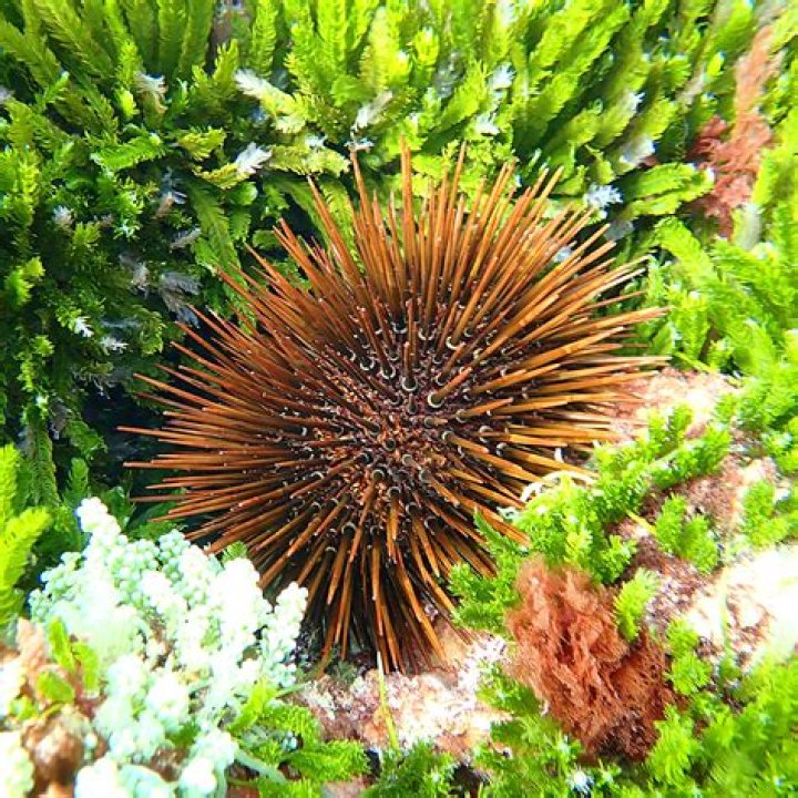 Why are sea urchins important to embryology?