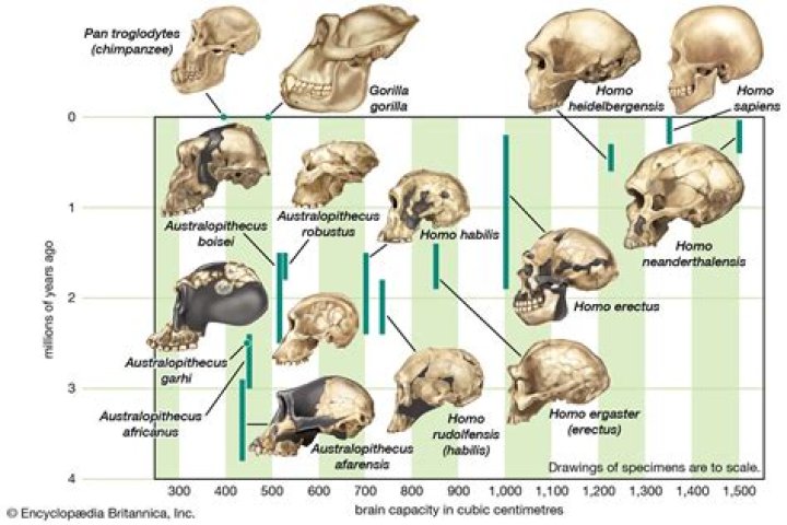 Why are skulls important for understanding human evolution?