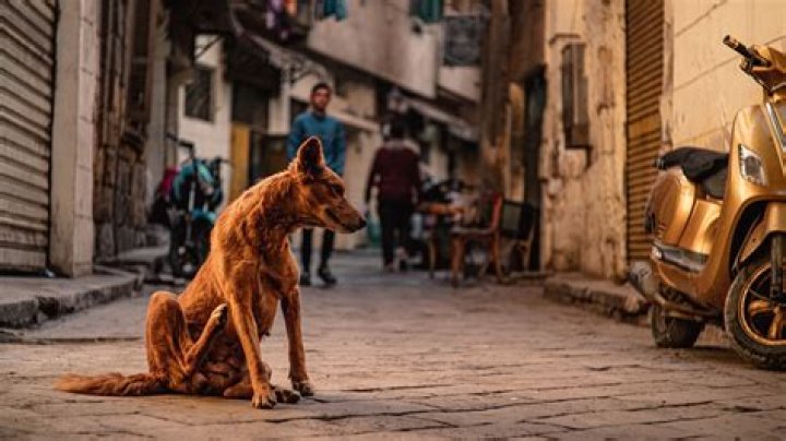 Why are there so many stray dogs in Bulgaria?