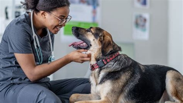Why are veterinarians mostly female?