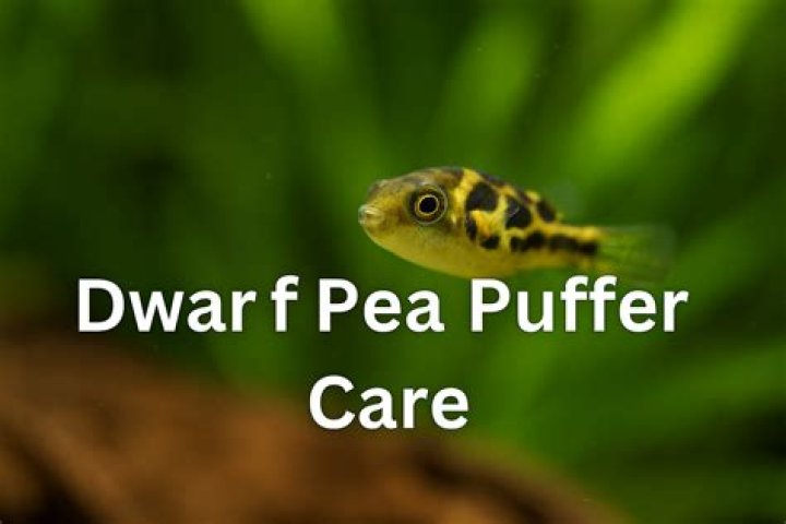 Why did my dwarf puffer die?