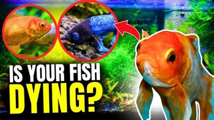Why did my Oranda fish die?