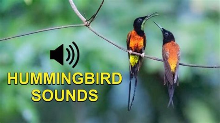 Why did Oral-B stop making the hummingbird?