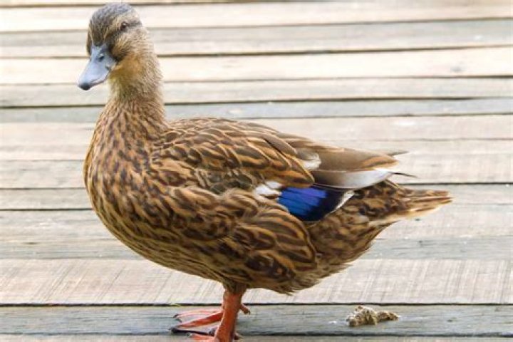 Why did Peggy and Duck break up?