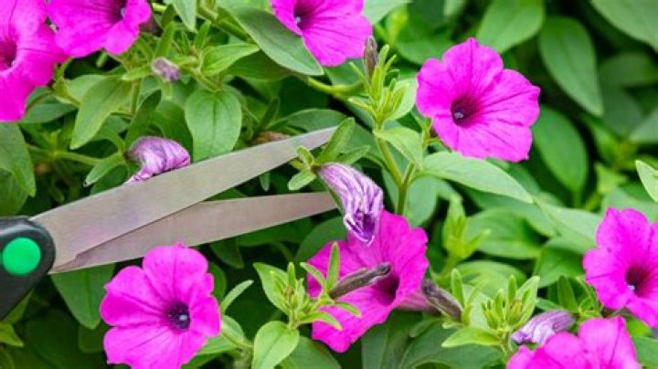 Why did the bowl of petunias think that?