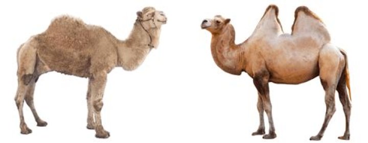 Why do camels have 1 or 2 humps?
