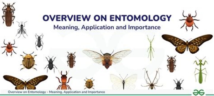 Why do entomologist study insects?