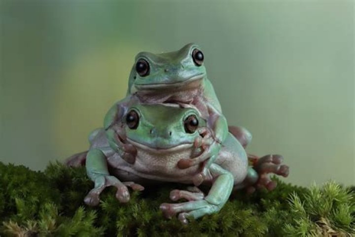 Why do frogs sit down?