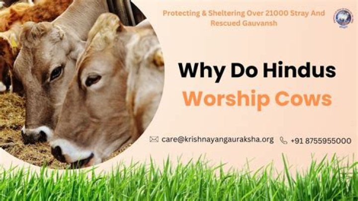 Why do Hindus reverted cows?