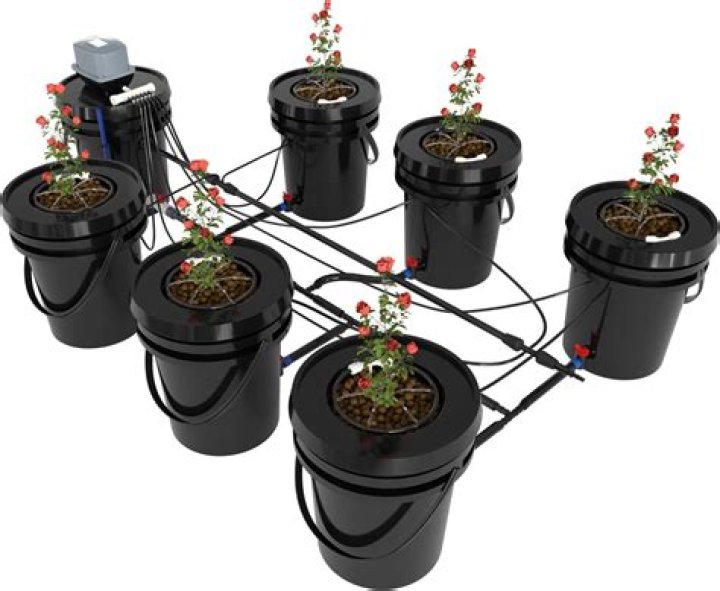 Why do hydroponic tomatoes taste bad?