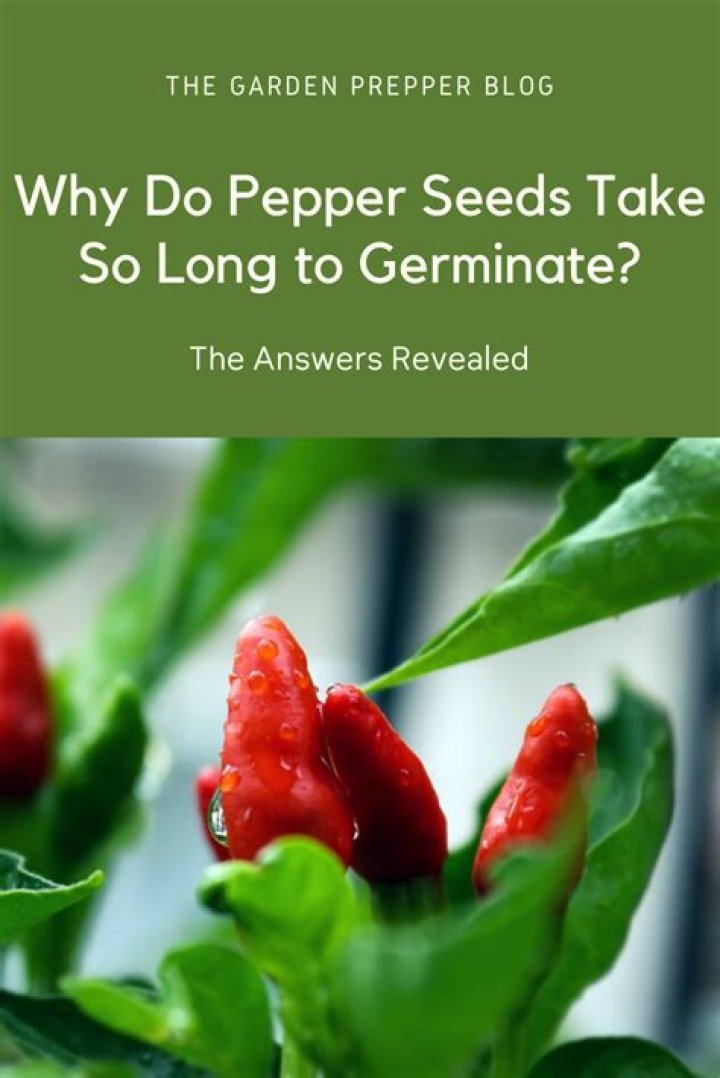 Why do pepper seeds take so long to germinate?