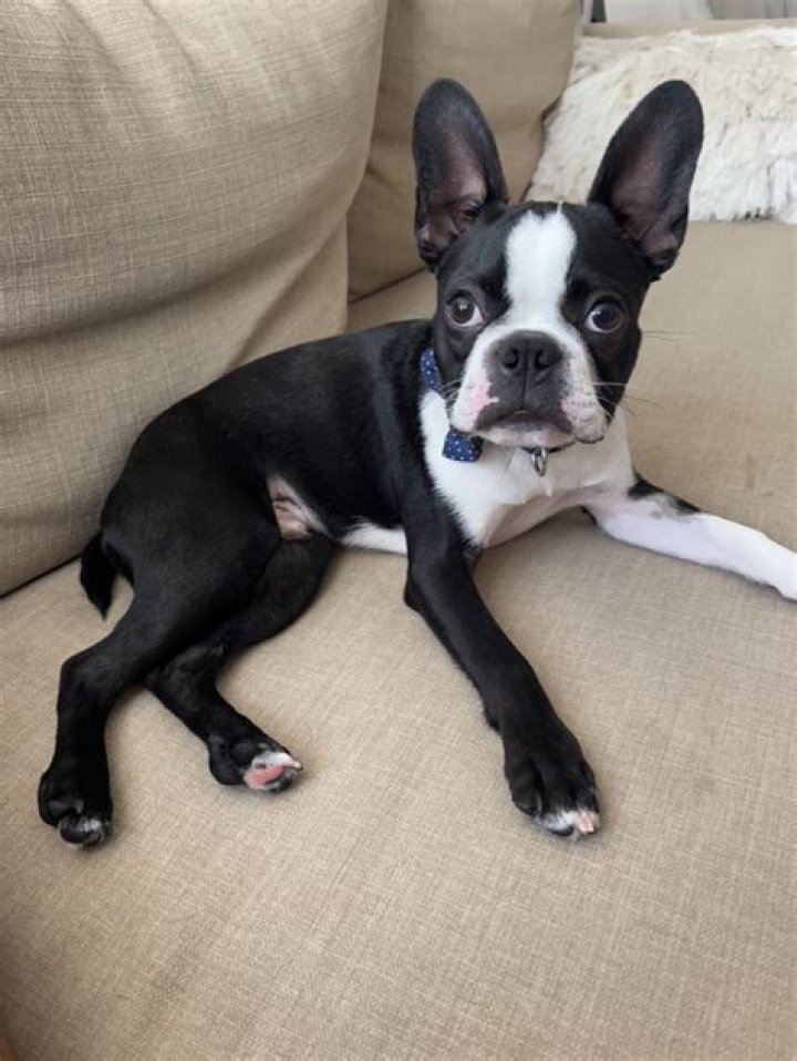 Why do they cut tails off Boston Terriers?