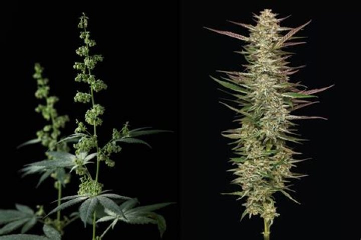 Why do you clone marijuana plants?