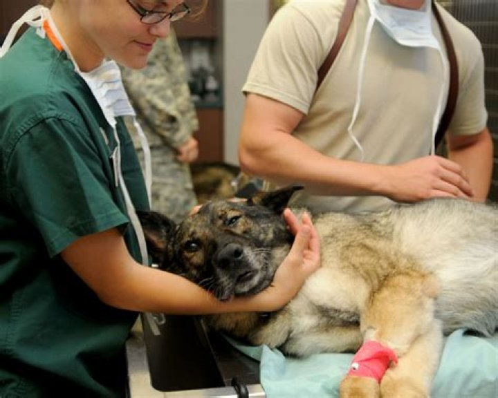 Why do you love being a veterinarian?