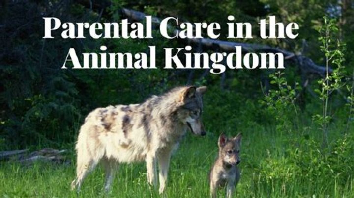 Why do young animals need their parents?