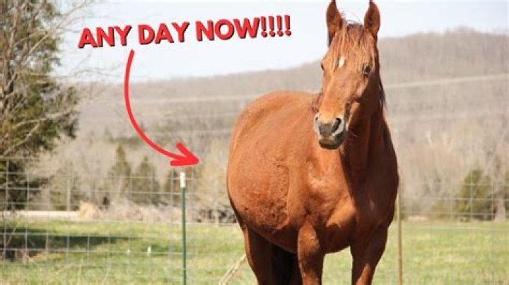 Why does a mare hold her tail up?
