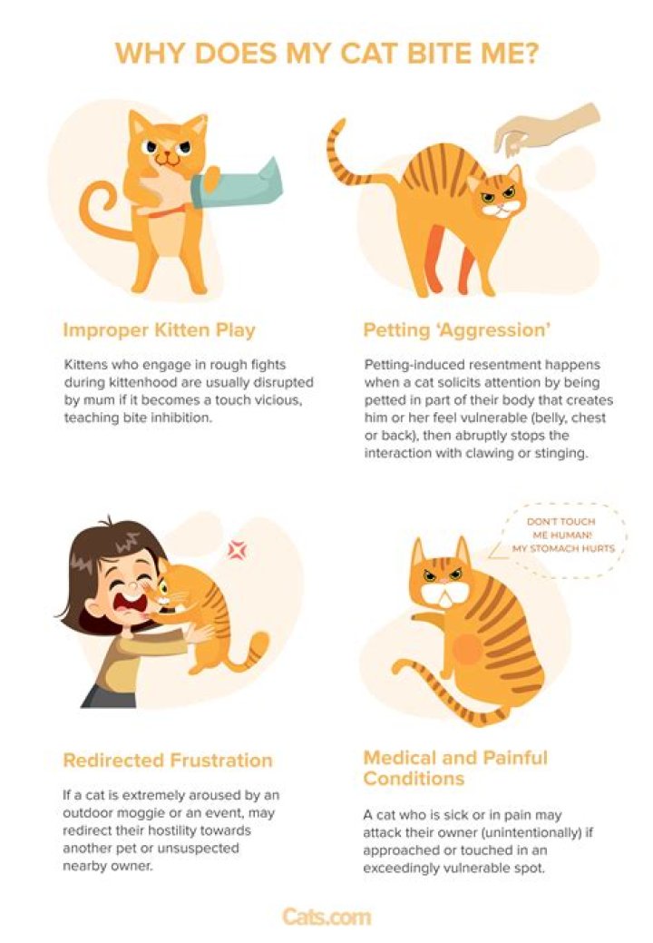 Why does my cat bite me all the time?