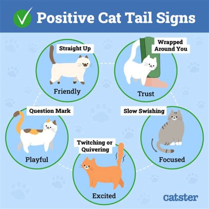 Why does my cat chew its tail?