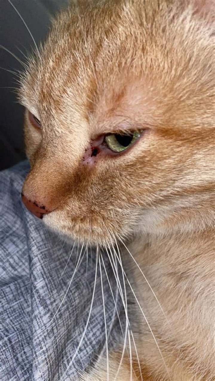 Why does my cat have black eye gunk?
