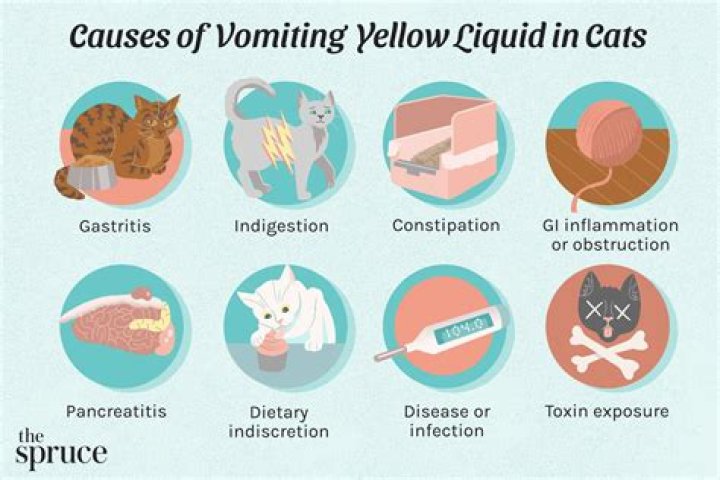 Why does my cat have yellow scabs?