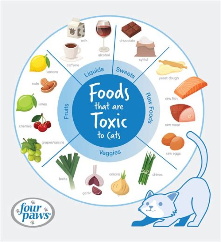 Why does my cat not eat cat food?