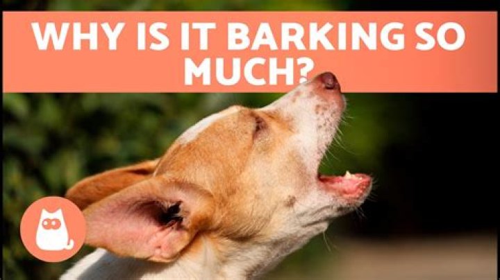 Why does my deaf dog keep barking?