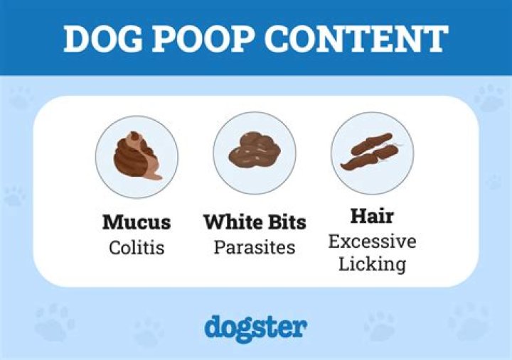 Why does my dog have mucus in her pee?